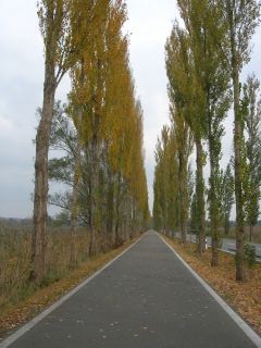 Pappelallee zur Insel Reichenau