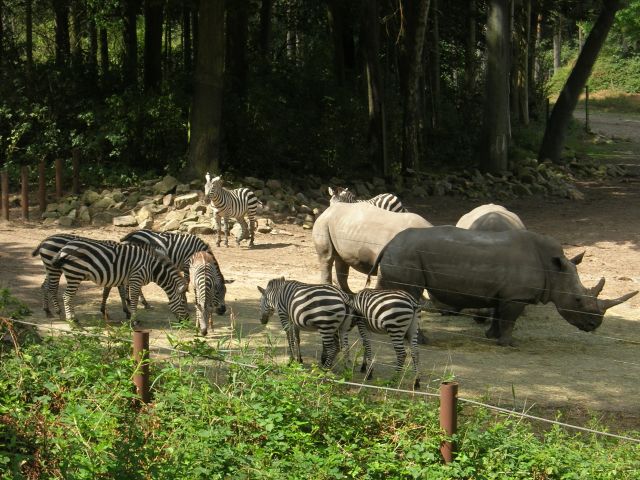 Burgers'Zoo: Zebras und Nashrner